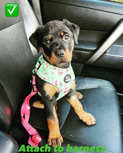 Standard Car Seat Leash